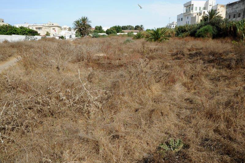 maroc rabat cimetiere juif ancien ZBL 3376 (101)